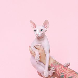 Mr Pink