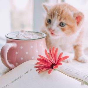 Pinky Cup