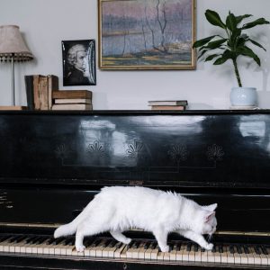 Don Piano