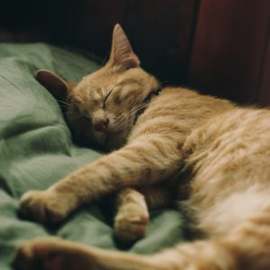 Sleepy Cat