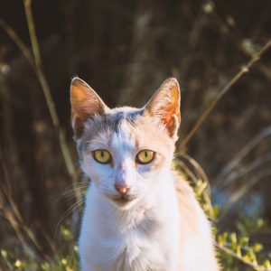 Monsieur Cat