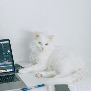 Notebook Cat