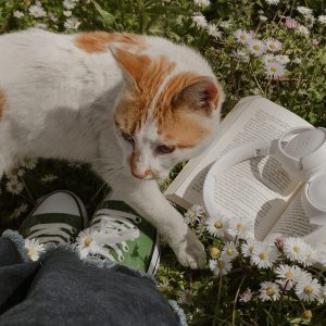 Cat Green Shoes